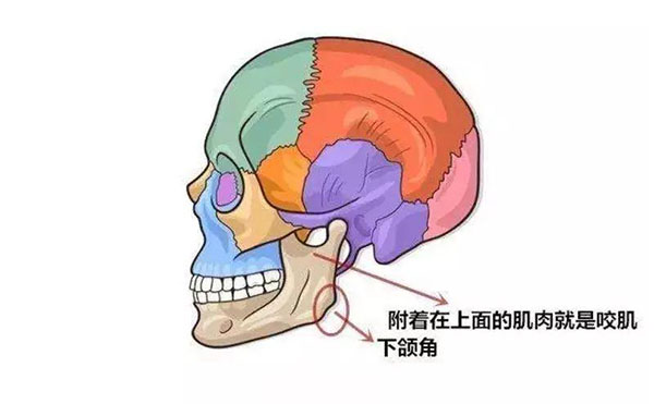 咬肌切除术有危险吗?